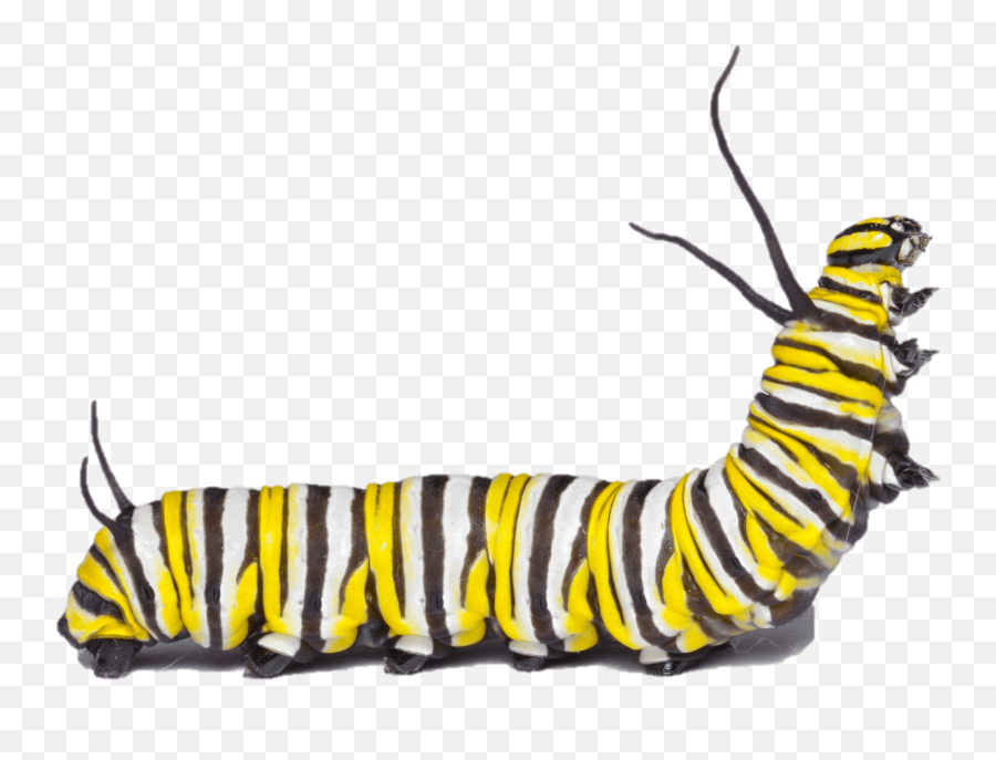 Monarch Caterpillar Logo Png