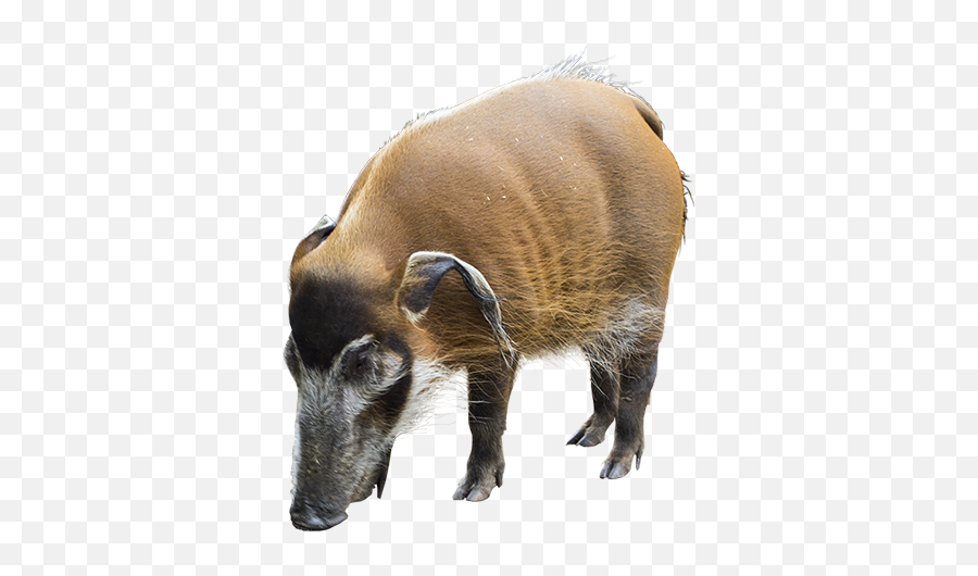 Wild Hog Front Snout View Animals Mask Images Domestic Pig Png Free Transparent Png Images Pngaaa Com - the masks in roblox that looks likea boar