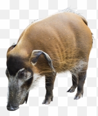 Wild Hog Front Snout View Animals Mask Images - Domestic Pig Png,Hog Png