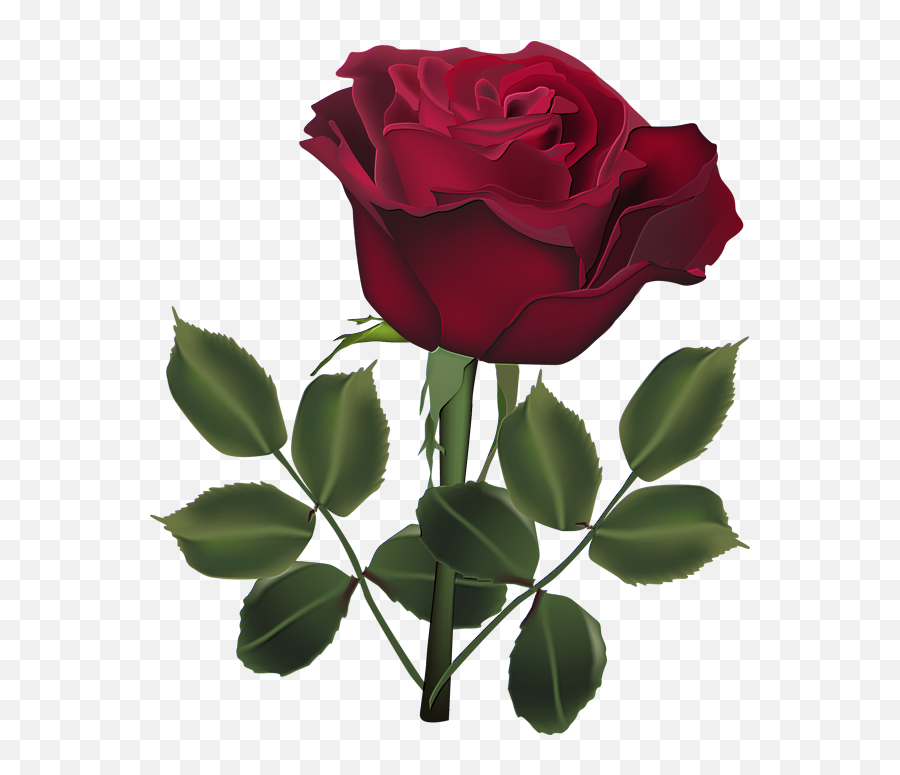 Download Hd Red Rose Png Dark Roses Beautiful - Beautiful Flower Rose Download,Red Roses Png