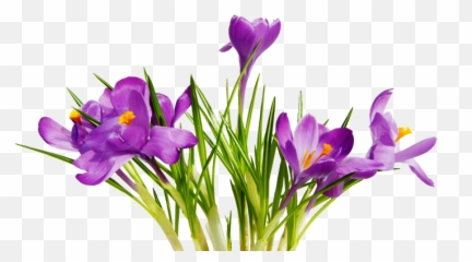 Search Results For Birds Of Paradise Flowers Png Hereu0027s A - Transparent Png Background Flower,Purple Flowers Png