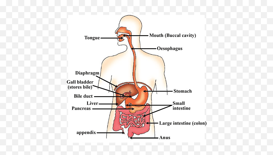 Explain Digestive System Give Example And Draw A Label Of - Nutrition In Human Beings Png,Digestive System Png