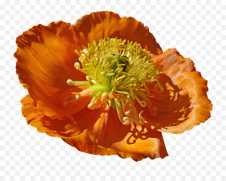 Flower Poppy Macro Pollen - Corn Poppy Png,Pollen Png