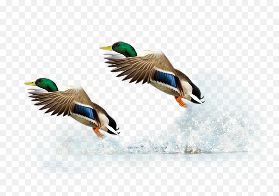 Mallard Duck Flight Bird - Flying Duck Png Download 1251,Duck Png