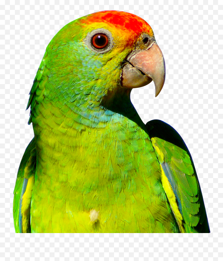 Download Parrot Png Transparent - Parrot Png,Parrot Transparent Background