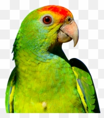 Download Parrot Png Transparent - Parrot Png,Parrot Transparent Background