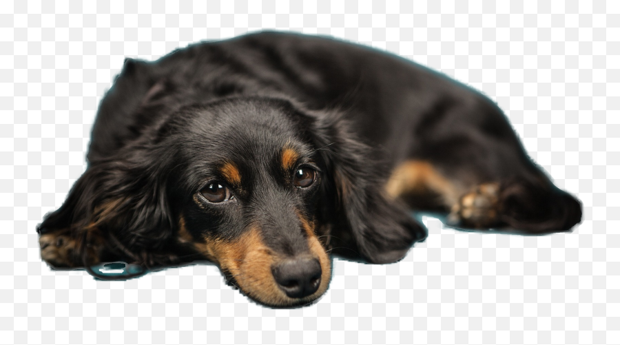 Cloudinary Ai Background Removal Add - On Cloudinary Dog Png,Couch Transparent Background