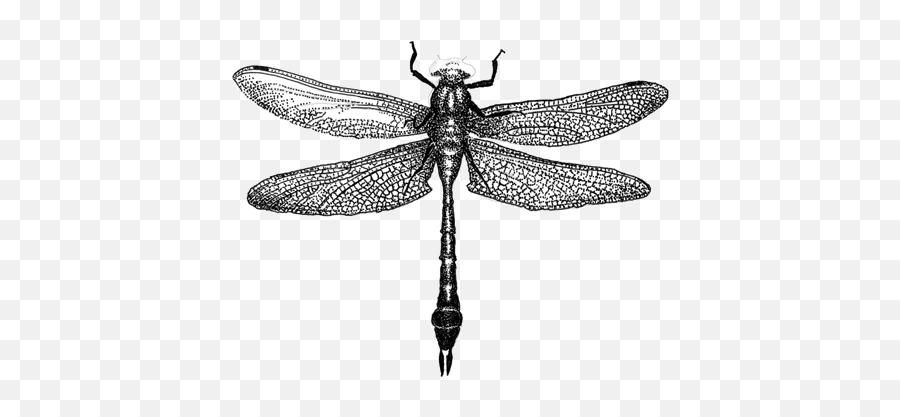 Dragonfly Vintage Transparent Png - Insect Sketch Png,Dragonfly Png