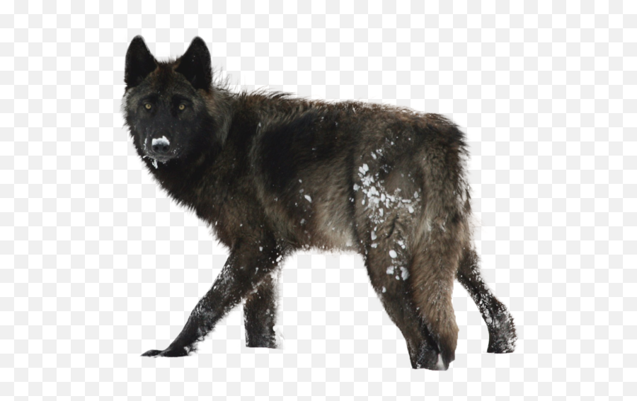 Wolf Clipart No Background - Best Time Of Year To See Wolves Png,Wolf Transparent