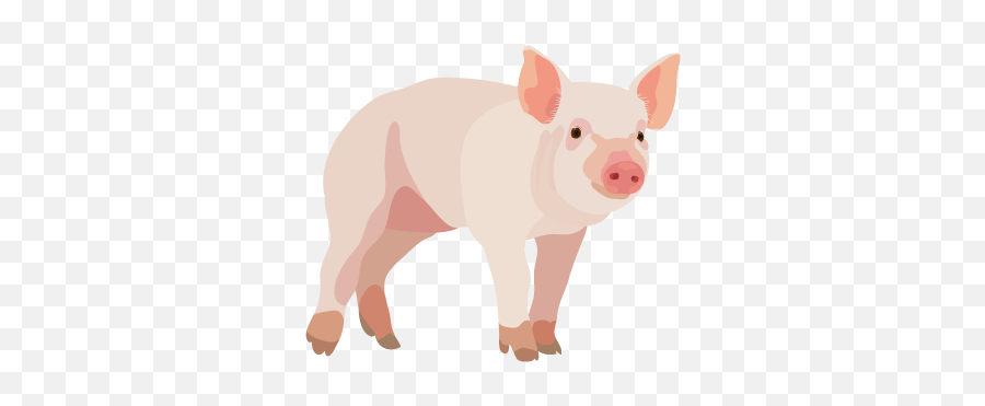 201408 Pig - Pig Png,Pig Png