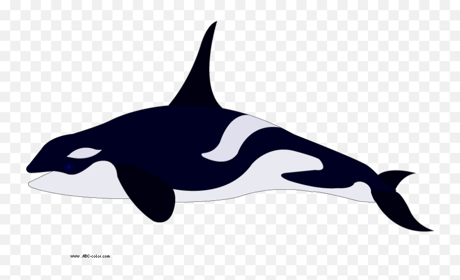 Pygmy Killer Whale Dolphin Coloring - Orca Coloring Book Png,Orca Png