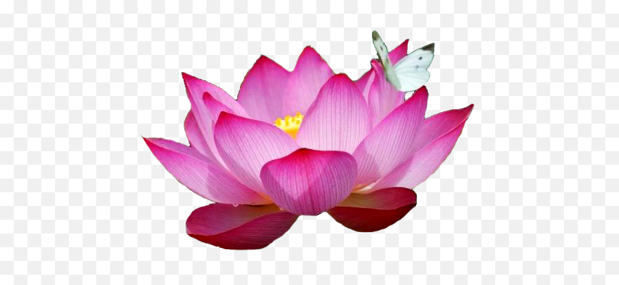 Most Beautiful Lotus Flower - Most Beautiful Red Lotus Flower Png,Lotus Png