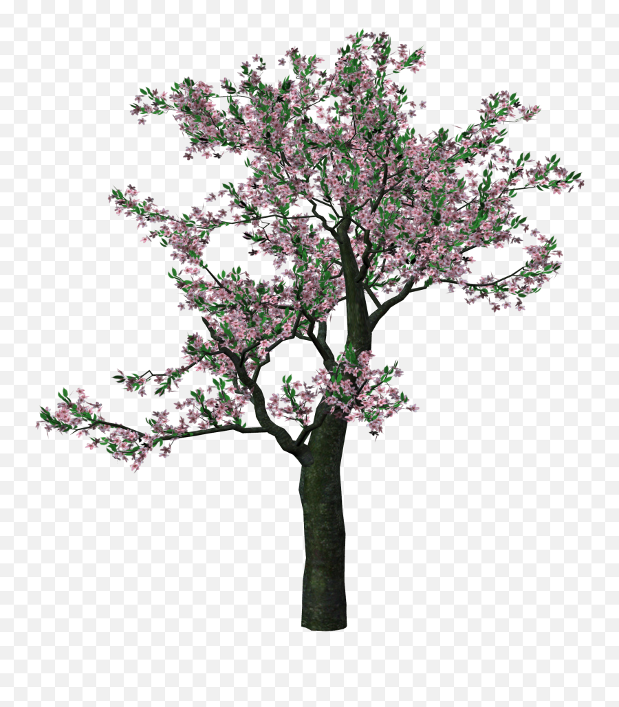 Flowering Tree Cherry Nu - 40 Backgrounds V32 Png Transparent Background Spring Tree Clipart,Cherry Blossom Tree Png