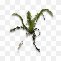 Dundjinni Mapping Software - Forums Cattails Swamp Reeds Grass Png,Grass Top View Png