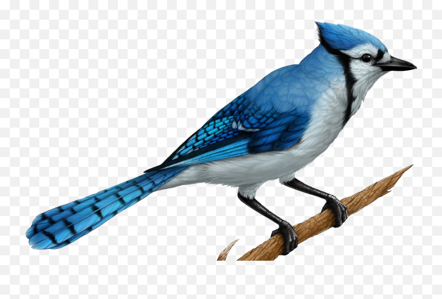 Download Realistic Blue Jay Drawings - Realistic Blue Jay Drawing Png,Blue Jay Png