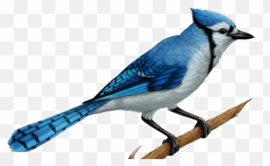 Download Realistic Blue Jay Drawings - Realistic Blue Jay Drawing Png,Blue Jay Png
