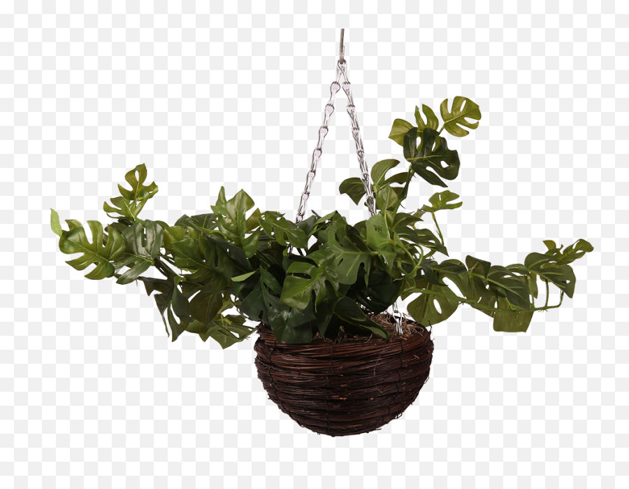 Living Kuwait - Houseplant Png,House Plant Png