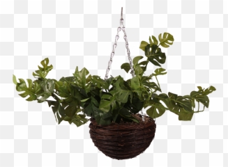 Living Kuwait - Houseplant Png,House Plant Png