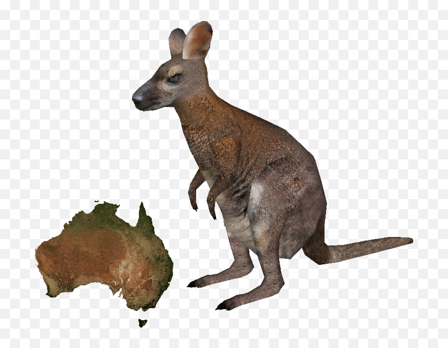 Kangaroo Wallaby Png File - Brussel Sprouts Grown In Australia,Kangaroo Transparent