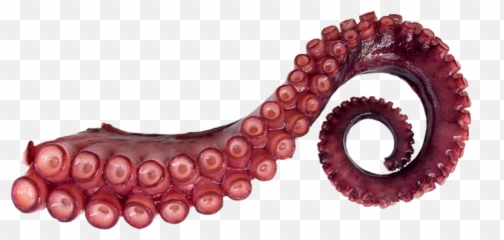 Octopus Tentacles Png 3 Image - Transparent Background