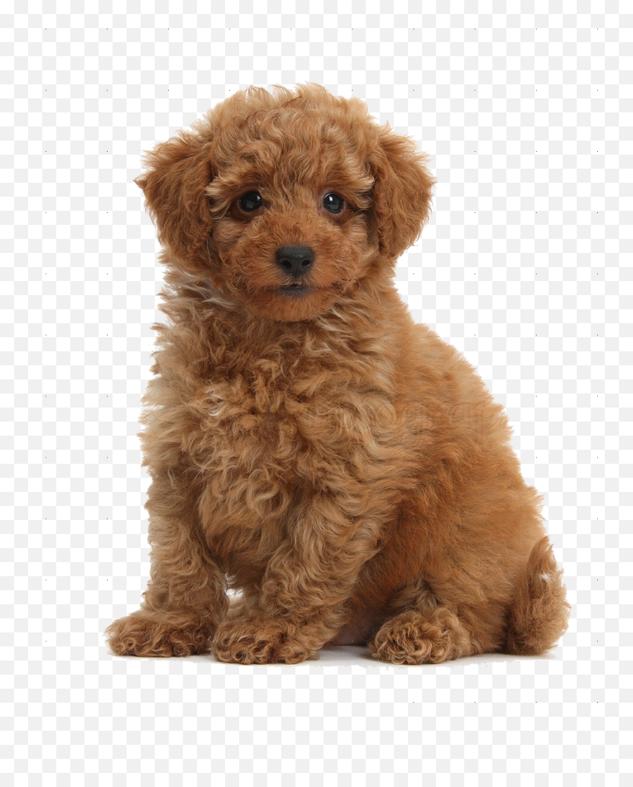 Download Free Png Hd Cute - Toy Poodle Transparent,Poodle Png