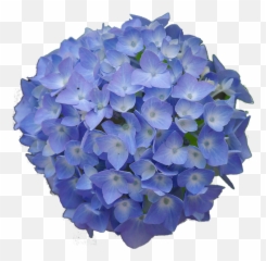 Hydrangea Flower Png 3 Image - Hydrangea Flower Png,Hydrangea Png