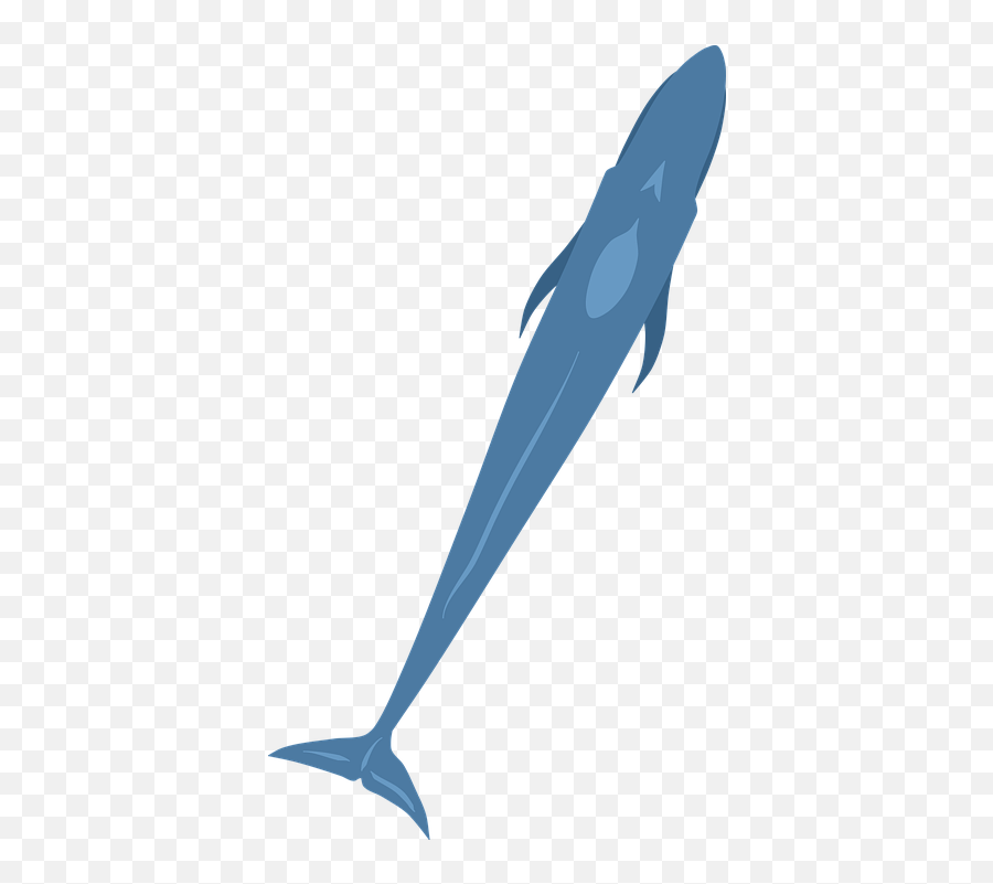 Blue Whale Ocean - Free Vector Graphic On Pixabay Bony Fishes Png,Blue Whale Png