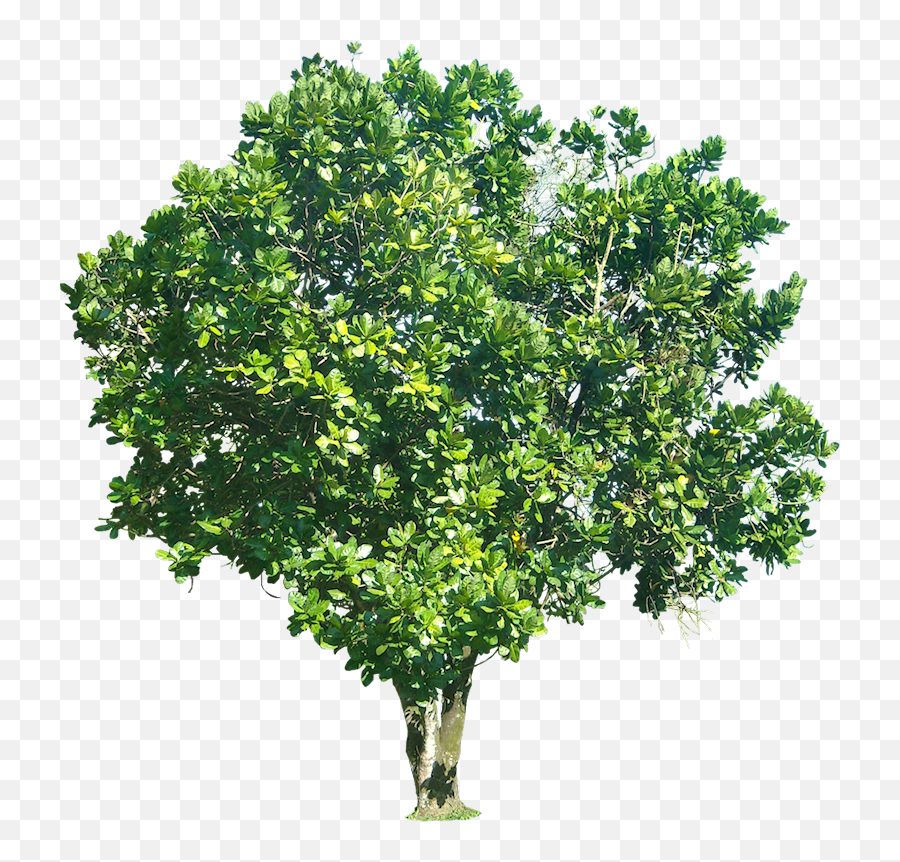 St Louis Tree Pros 1 In Quality Local Care Services - Tree With Transparent Background Png,Png Trees For Photoshop