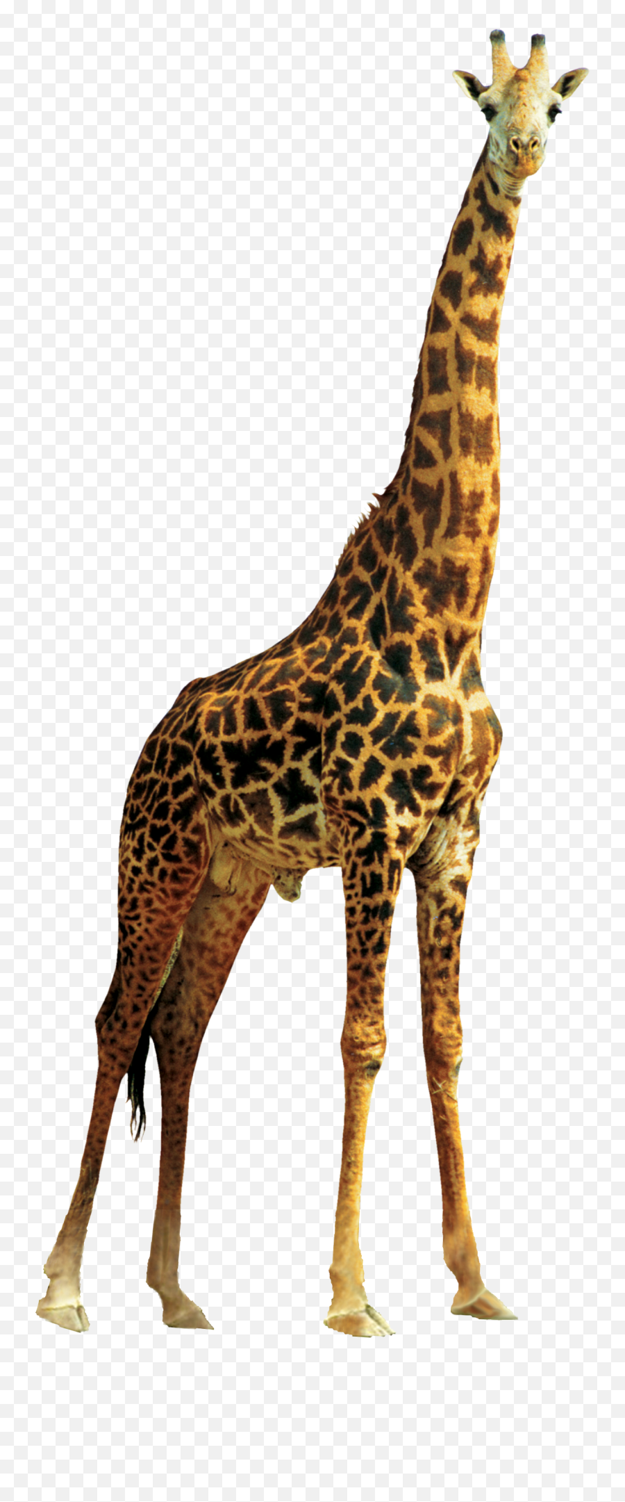 Giraffe Transparent Background Png Arts - Giraffe Png,Dolphin Transparent Background