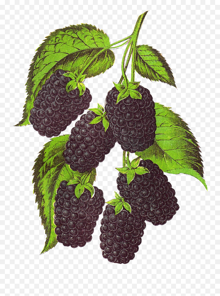 Blackberry Fruit Transparent Background - Blackberry Illustration Png,Blackberries Png