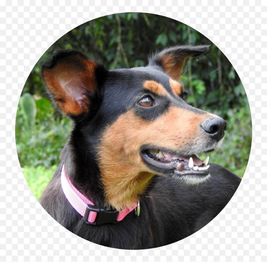 Shakira - Costa Rica Dog Rescue U0026 Adoption Martingale Png,Shakira Png