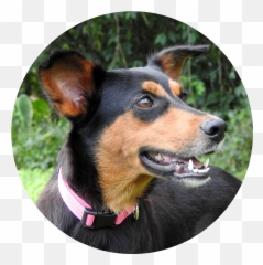 Shakira - Costa Rica Dog Rescue U0026 Adoption Martingale Png,Shakira Png