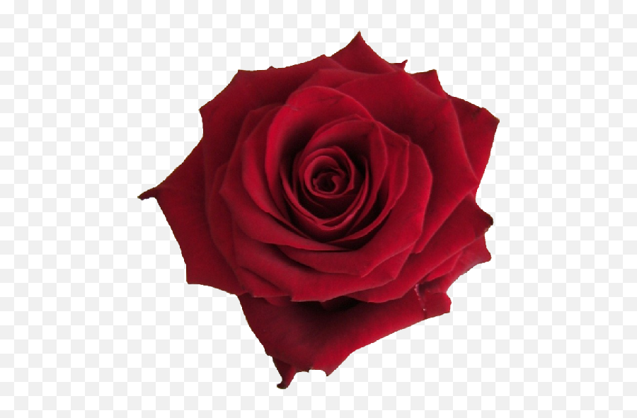 Index Of Amwedding - Single Red Rose Png,Falling Rose Petals Png