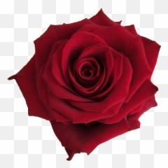 Index Of Amwedding - Single Red Rose png
