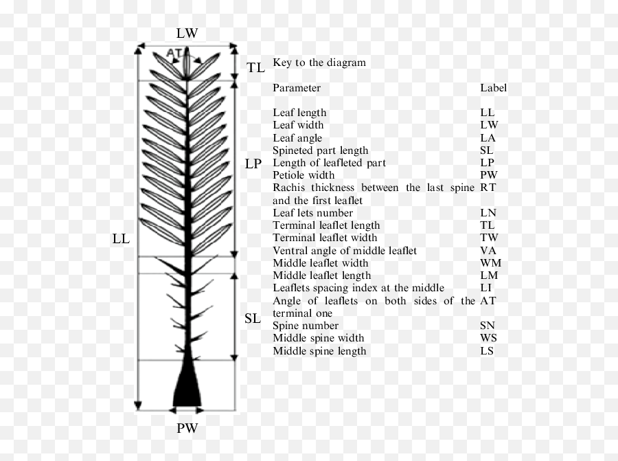 3 Detailed Morphological Traits Of Date Palm Tree Leaf As - Date Tree With Label Png,Palm Leaf Transparent