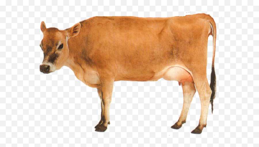 Png - Red Cow Transparent Background,Cow Transparent