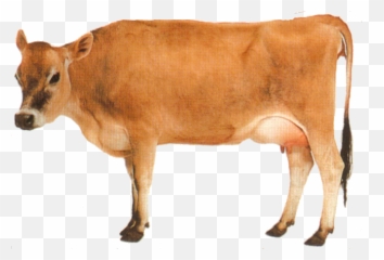 Png - Red Cow Transparent Background