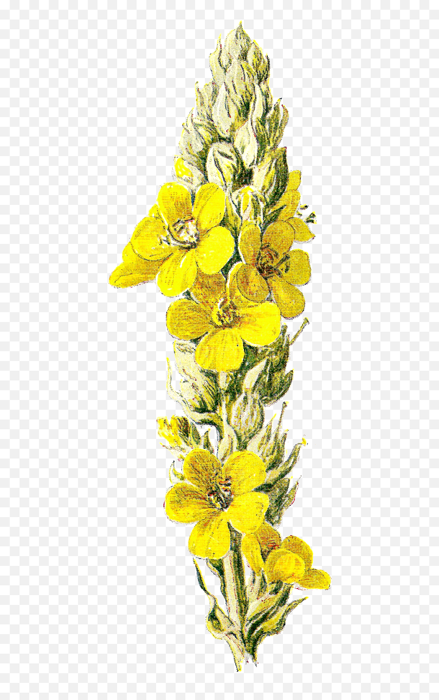 Yellow Flower Clipart Wild - Mullein Png,Wildflowers Png