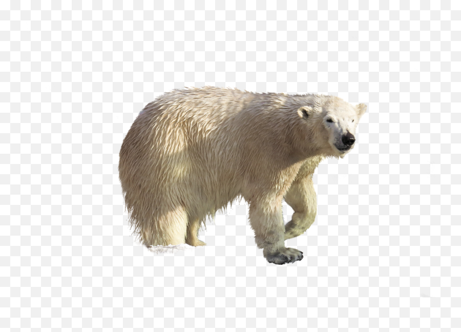 Polar Bear Animal Climate - Free Image On Pixabay Grizzly Bear Png,Polar Bear Png