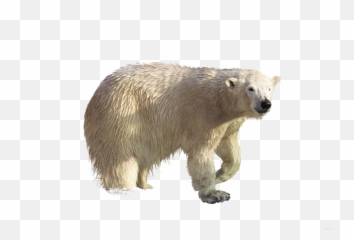 Polar Bear Animal Climate - Free Image On Pixabay Grizzly Bear Png,Polar Bear Png