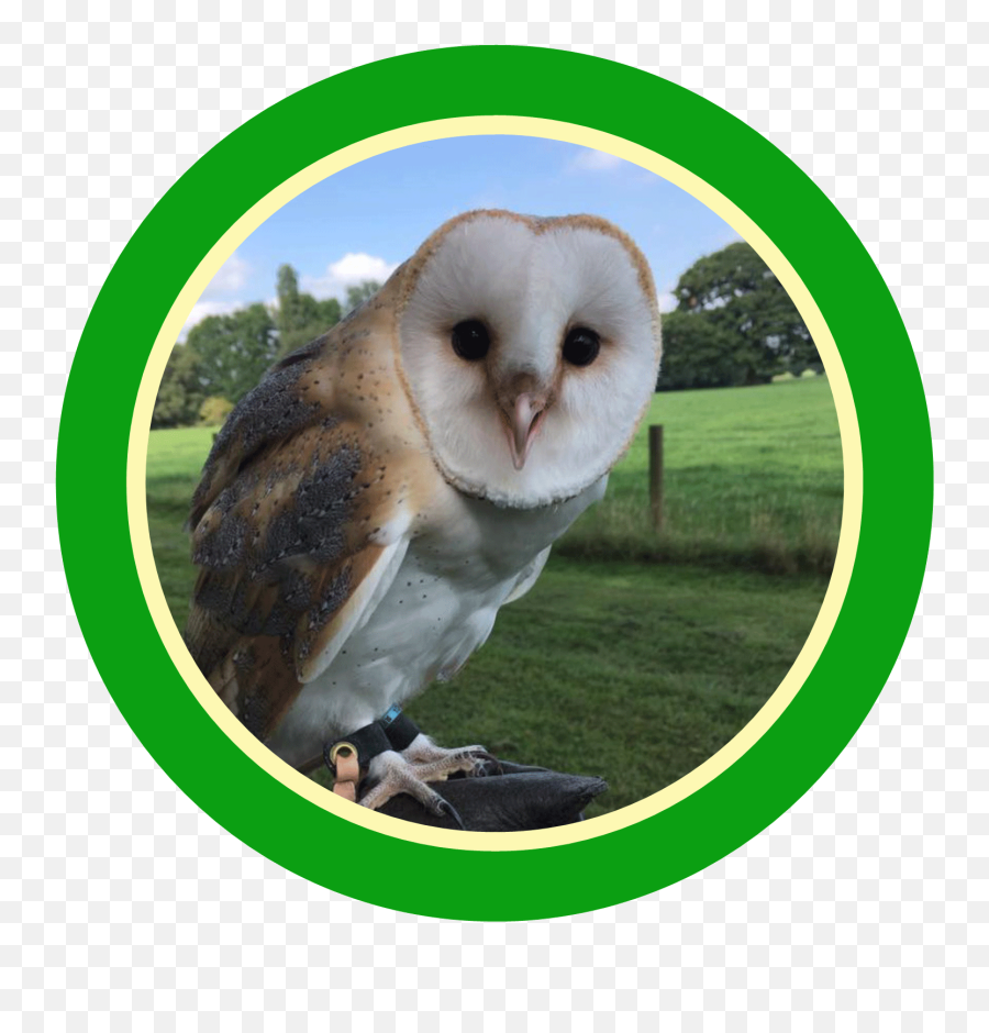 Bird Of Prey - Soft Png,Barn Owl Icon