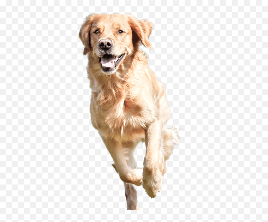 Dog Running Png 4 - Golden Retriever Vs Beagle,Dogs Png