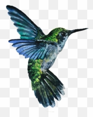 Hummingbird Tattoos Vector - 7986 Transparentpng Hummingbird Drawing,Humming Bird Png
