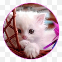 Cute Cat Wallpapers Hd Kitten Funny Apk 10 - Baby Hd png