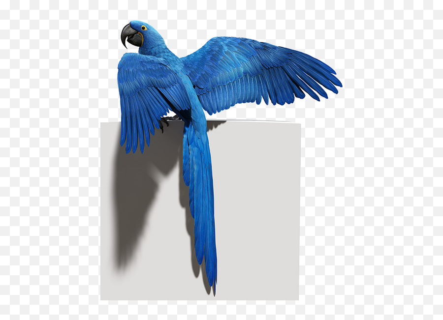 Download Hd Blue Parrot Png Photo - Blue Bird Flying Png,Parrot Png