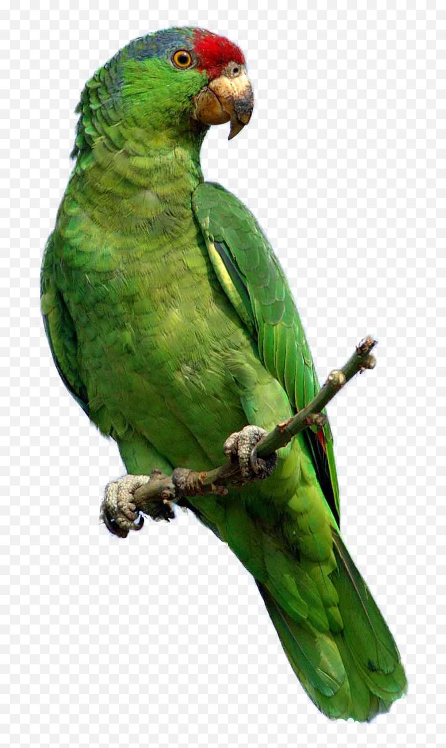 Download Free Png Background - Parrotgreentransparent Parrot Png,Green Transparent Background