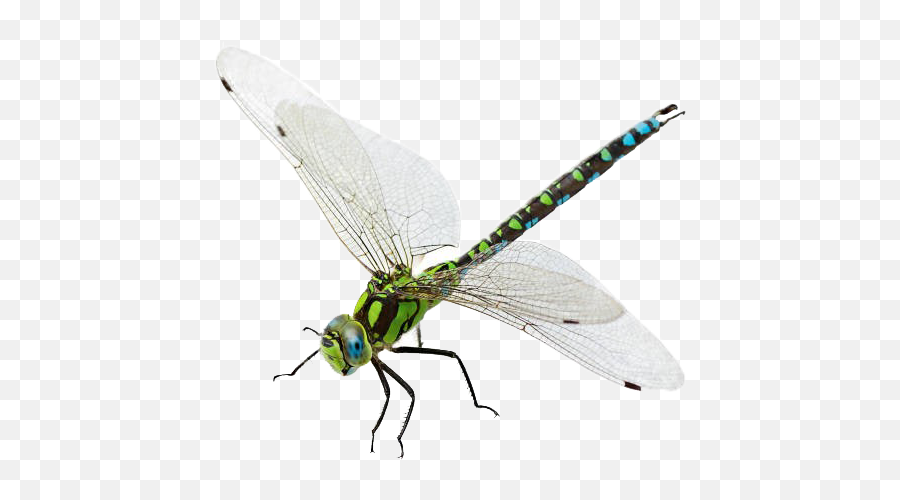 Dragonfly Png Transparent Image