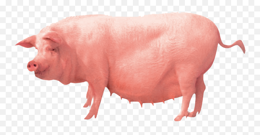Pig Farming Clip Art - Transparent Farm Pigs Png,Pig Png