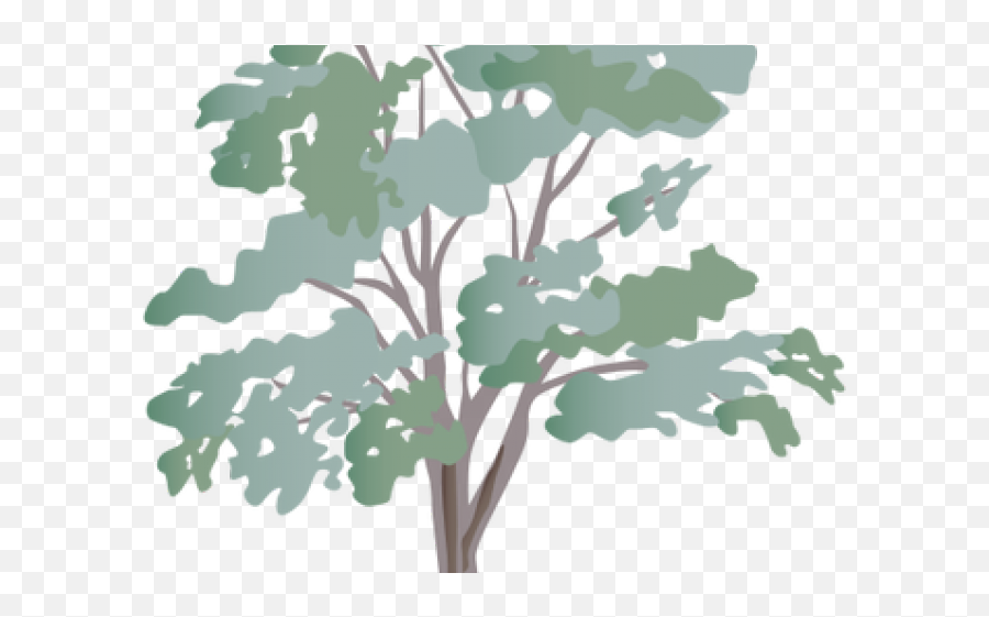 Download Eucalyptus Clipart Transparent - Eucalyptus Tree Transparent Eucalyptus Tree Clipart Png,Tree Symbol Png