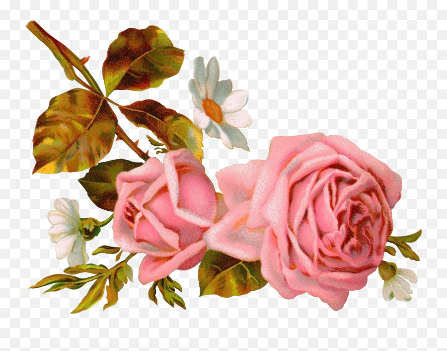 Png Vintage Flowers - Pink Victorian Roses Illustration,Vintage Flowers Png